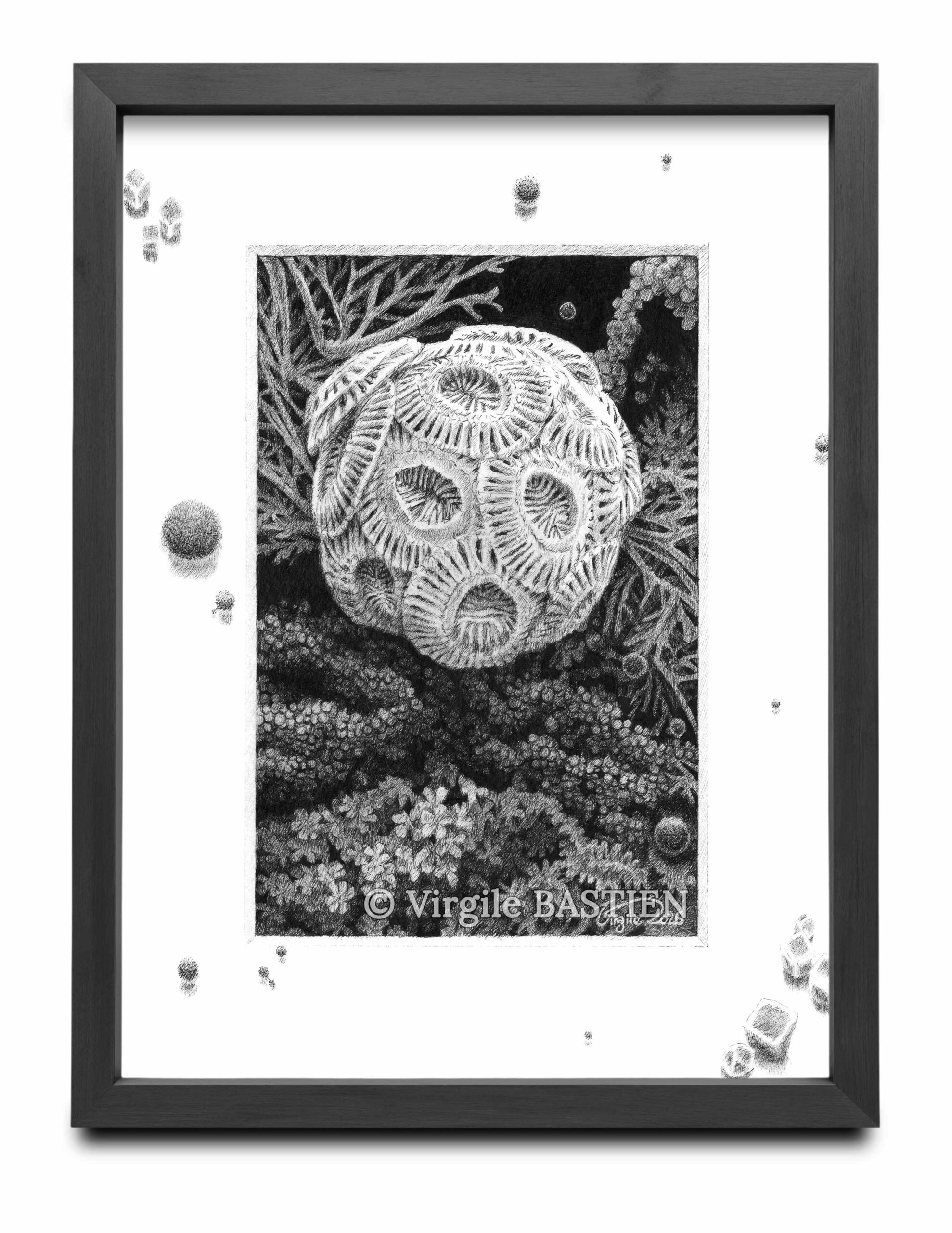 Virgile Bastien - Coccolithographie [cadre]