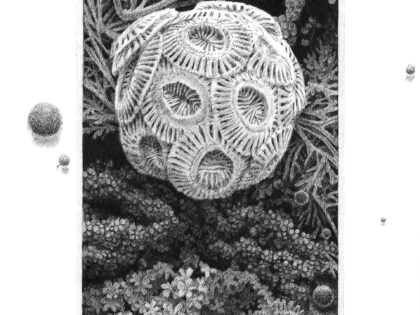 Virgile Bastien -Coccolithographie©️