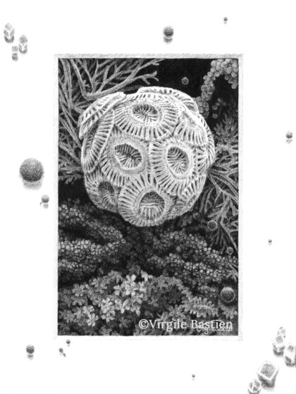 Virgile Bastien -Coccolithographie©️